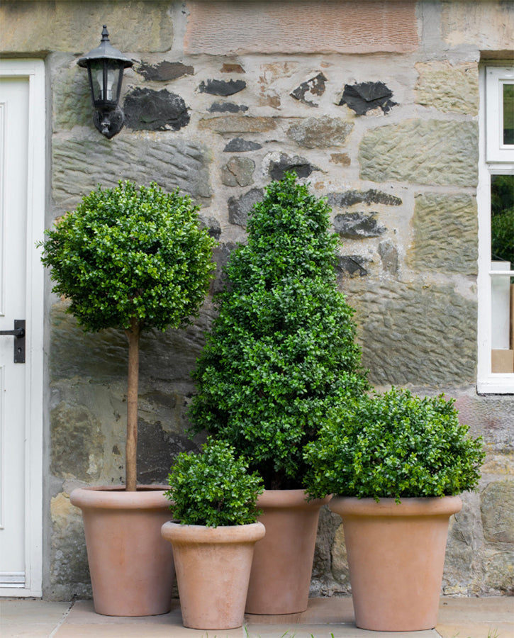 Artificial Outdoor Plants and Trees - Shrubs, Hedges and Topiary  Page 2   Artificial Green