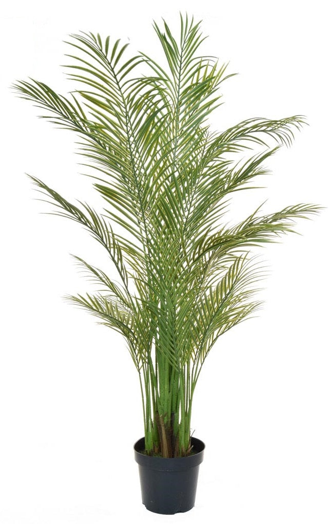 Areca sales palm outdoors