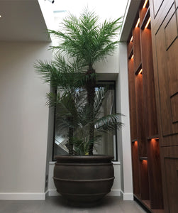 Artificial Tropical Palm Tree Installation