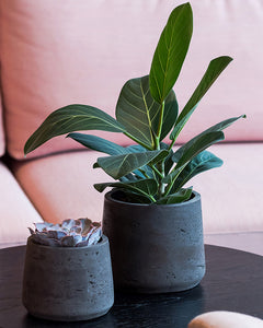 Indoor Plant Pots and Planters