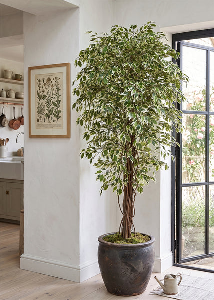 180cm Variegated Ficus Artificial Tree