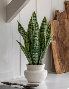 Artificial Snake Plant in Ceramic Pot 53cm