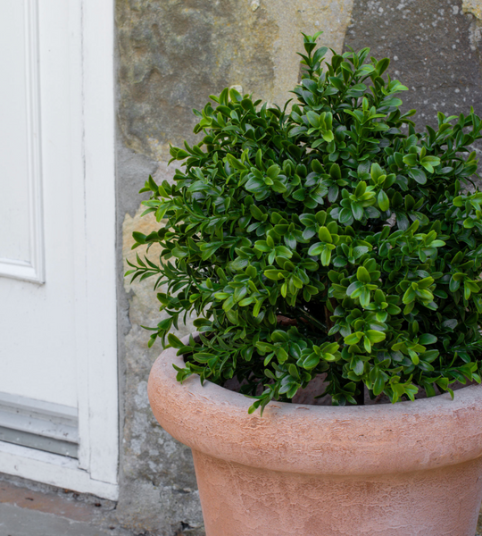 Artificial Boxwood Topiary Ball 30cm