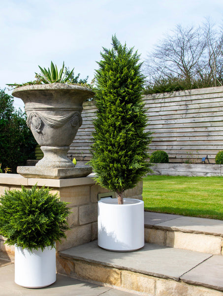 Artificial Cedar Topiary Trees in White Pots
