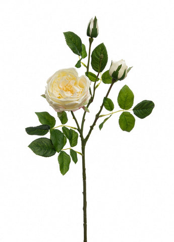 Cream Faux David Austin Silk Roses. High quality realistic artificial roses, wholsale