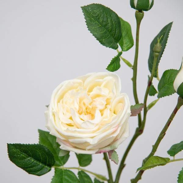 Cream Faux David Austin Roses Pack of 6 or 12