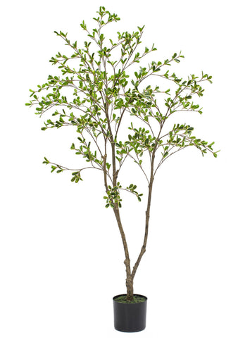Delicate Bucida Artificial Trees