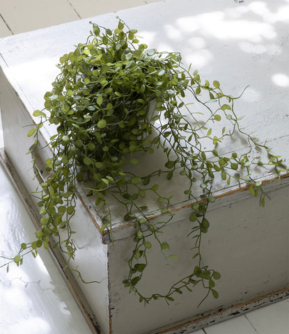 Dischidia String of Nickels Artificial Trailing Plant