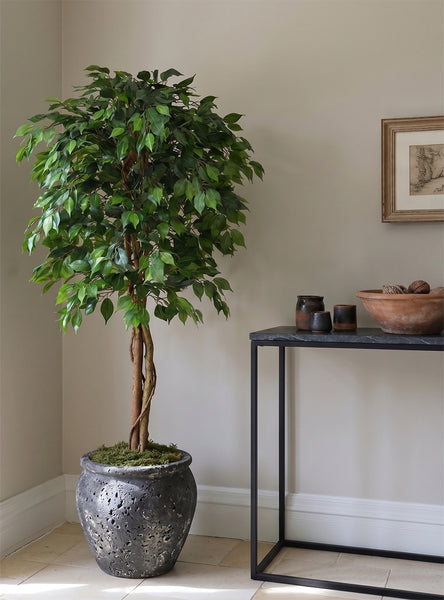 Ficus Benjamina Realistic Artificial Tree