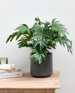 Fire Retardant Philodendron Indoor Artificial Plants