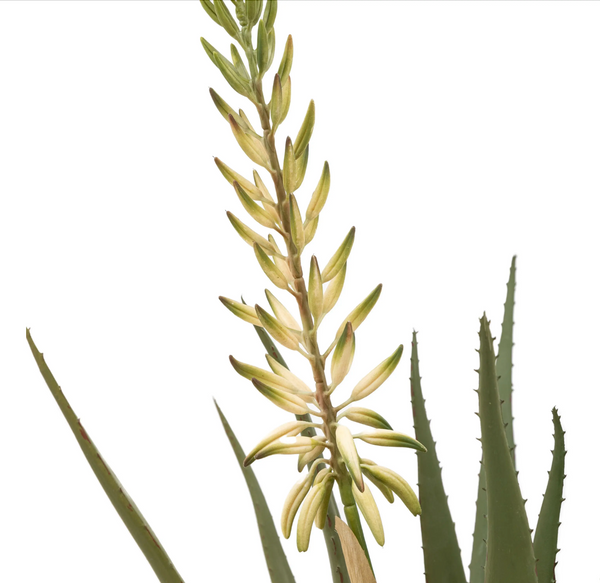 Aloe with White Flower Large Artificial Plant 81cm