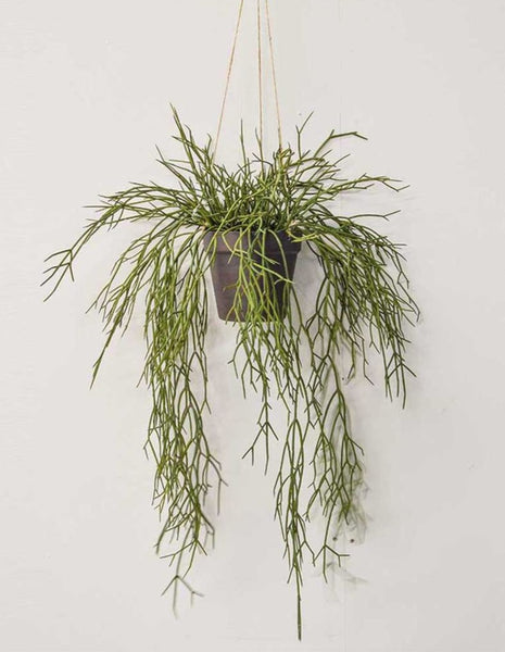 Artificial trailing plant in a hanging rustic pot