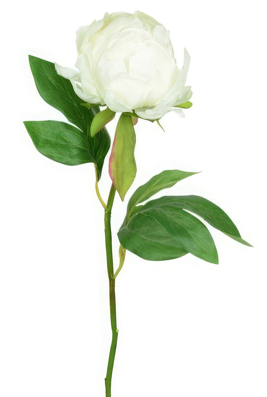 Faux white peony flowers wholesale pack of 12 ideal for weddings or to create a bouquet at home