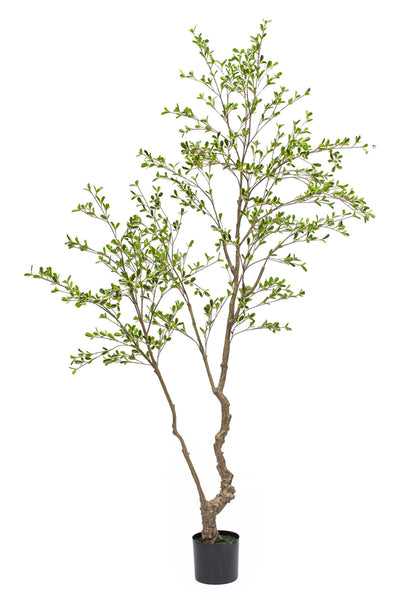 Large Artificial Bucida Tree