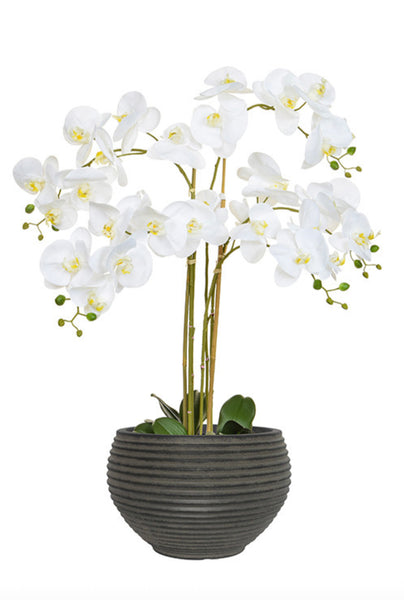 Large White Artificial Orchid in Ribbed Pot 100cm
