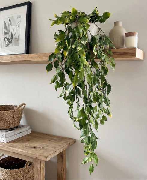 Leafy Trailing Plants