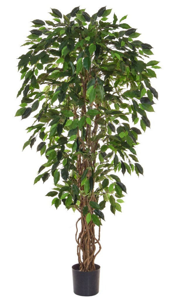 Green Ficus Liana Tree 150cm Fire Retardant