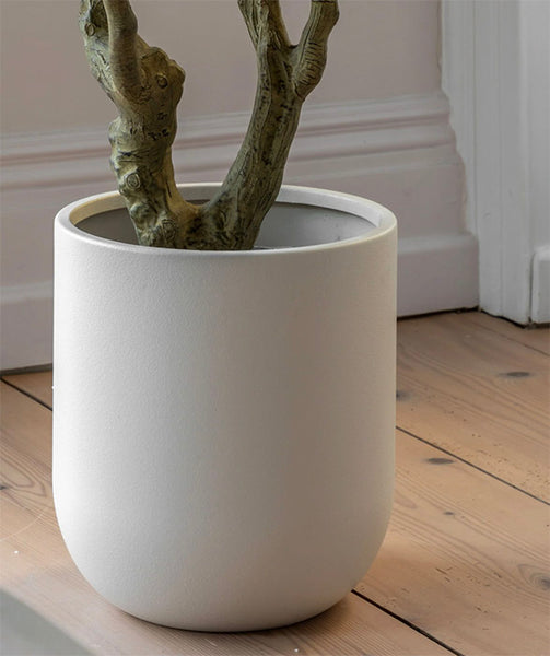 Olive Tree in pot