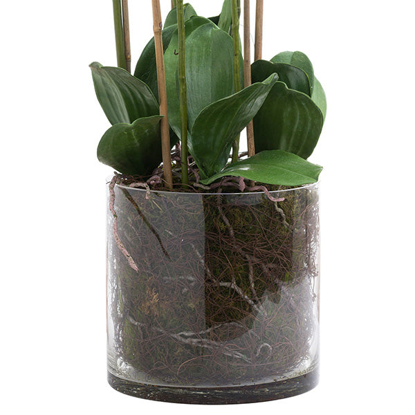 Tall White Artificial Orchid in Glass Pot 126cm