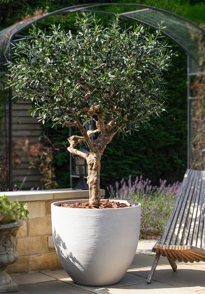Realistic Large Artificial Olive Tree 200cm Fire Retardant UV