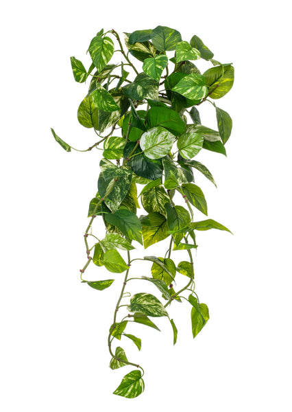 Philodendron Scandens Artificial Trailing plant
