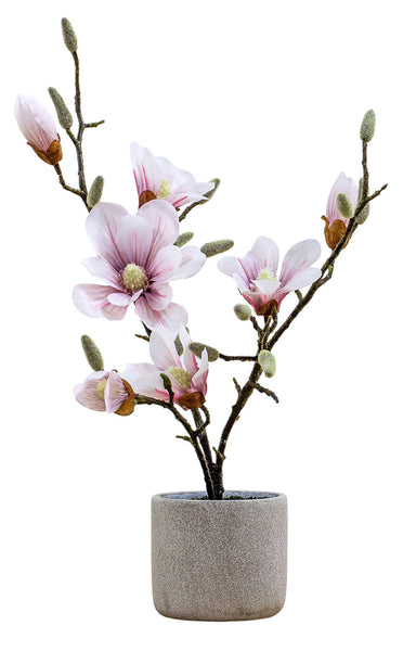 Pink Mini Magnolia Tree 60cm in Pot