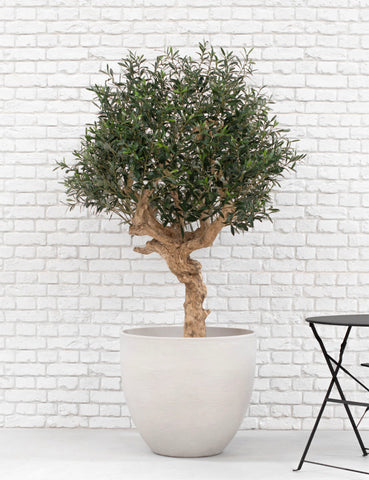 Realistic Large Artificial Olive Tree