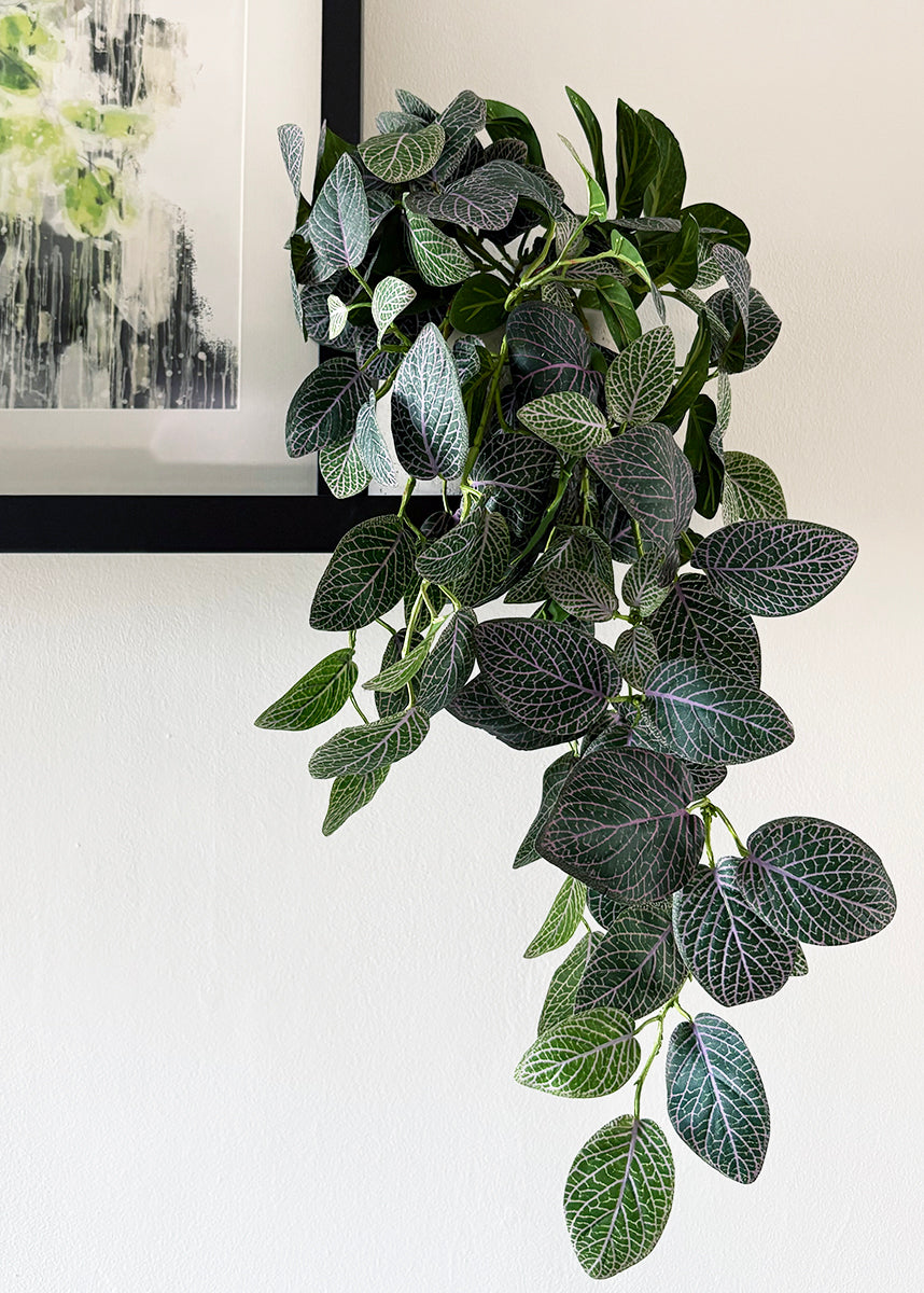 Trailing_Fittonia_Artificial_P