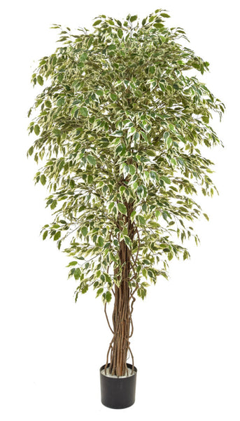 Variegated Ficus Artificial Tree 180cm
