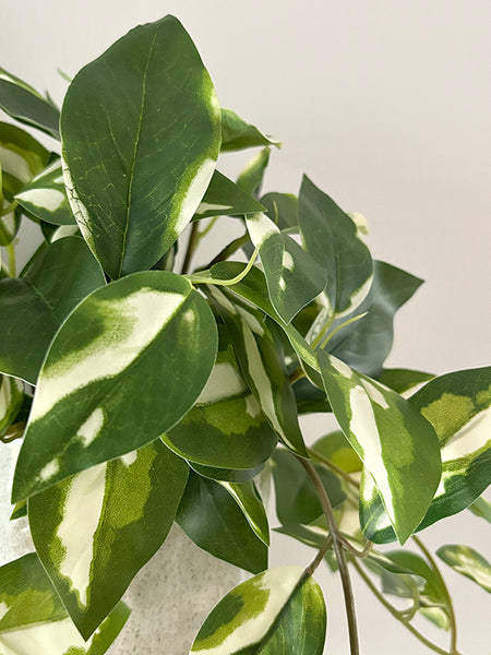 Variegated Pothos