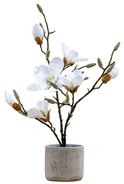White Mini Magnolia Tree 60cm in Pot