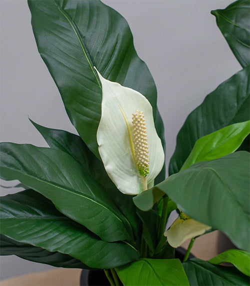 artificial peace lily uk Peace Lily Artificial Plant Fire Retardant – Artificial Green