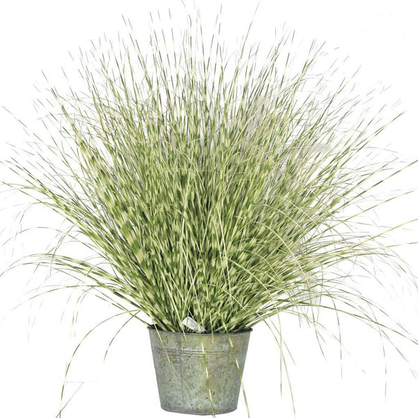 FIre Retardant Zebra Grass Potted 114cm - Artificial Green