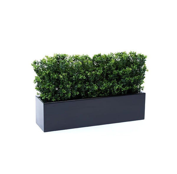 Boxwood bushes in window box planter