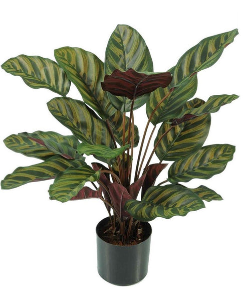 Artificial Faux Calathea Makoyana Plant With Green and Pink leaves