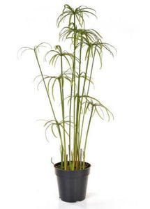 Cyperus Umbrella Plant