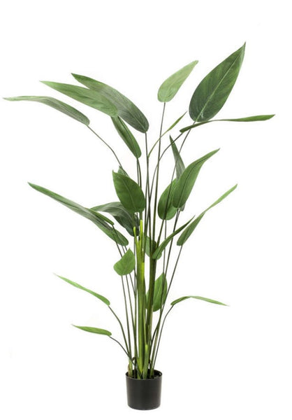 Heliconia Plant 175cm - Artificial Green