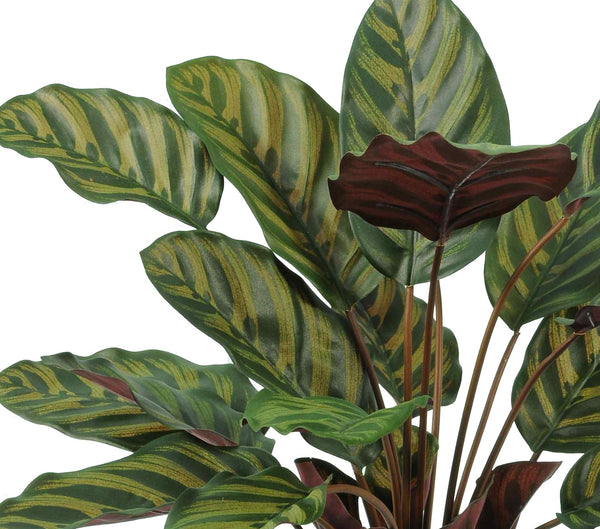 Artificial Calathea Makoyana Plant - Fire Retardant