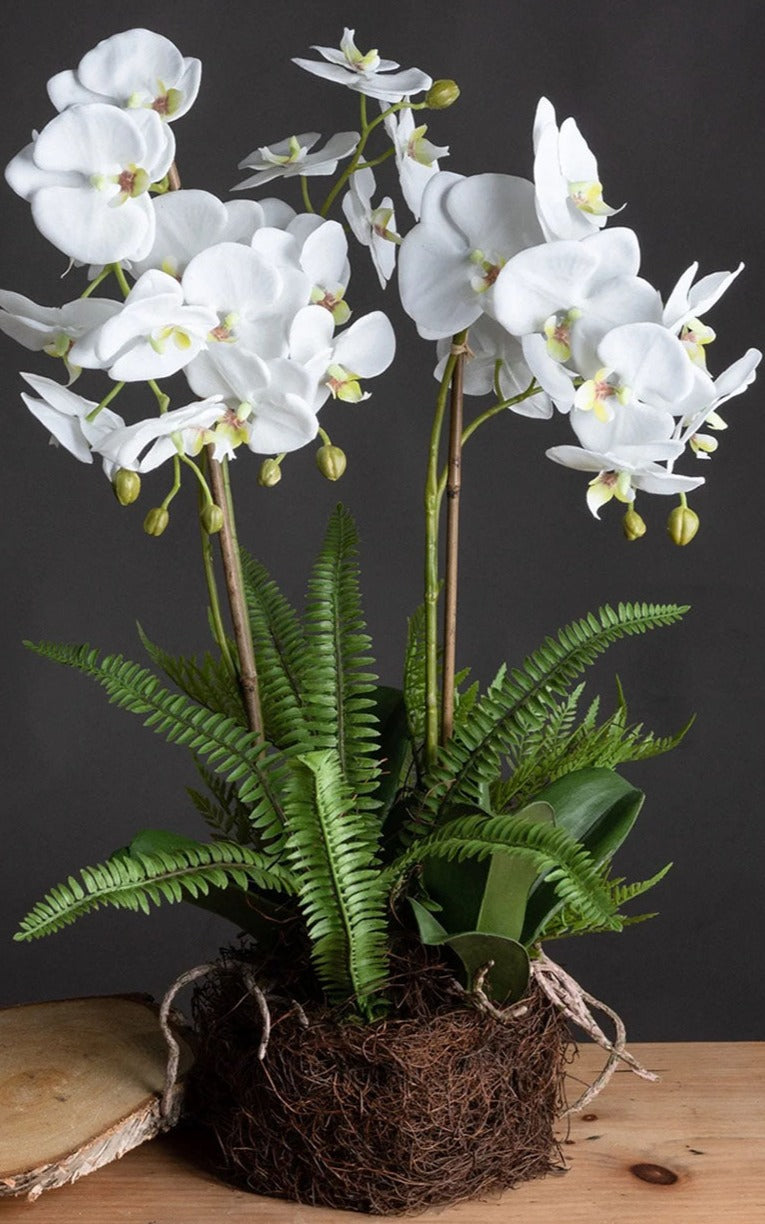 Luxury Faux Orchid Arrangement with Ferns on Faux soil base