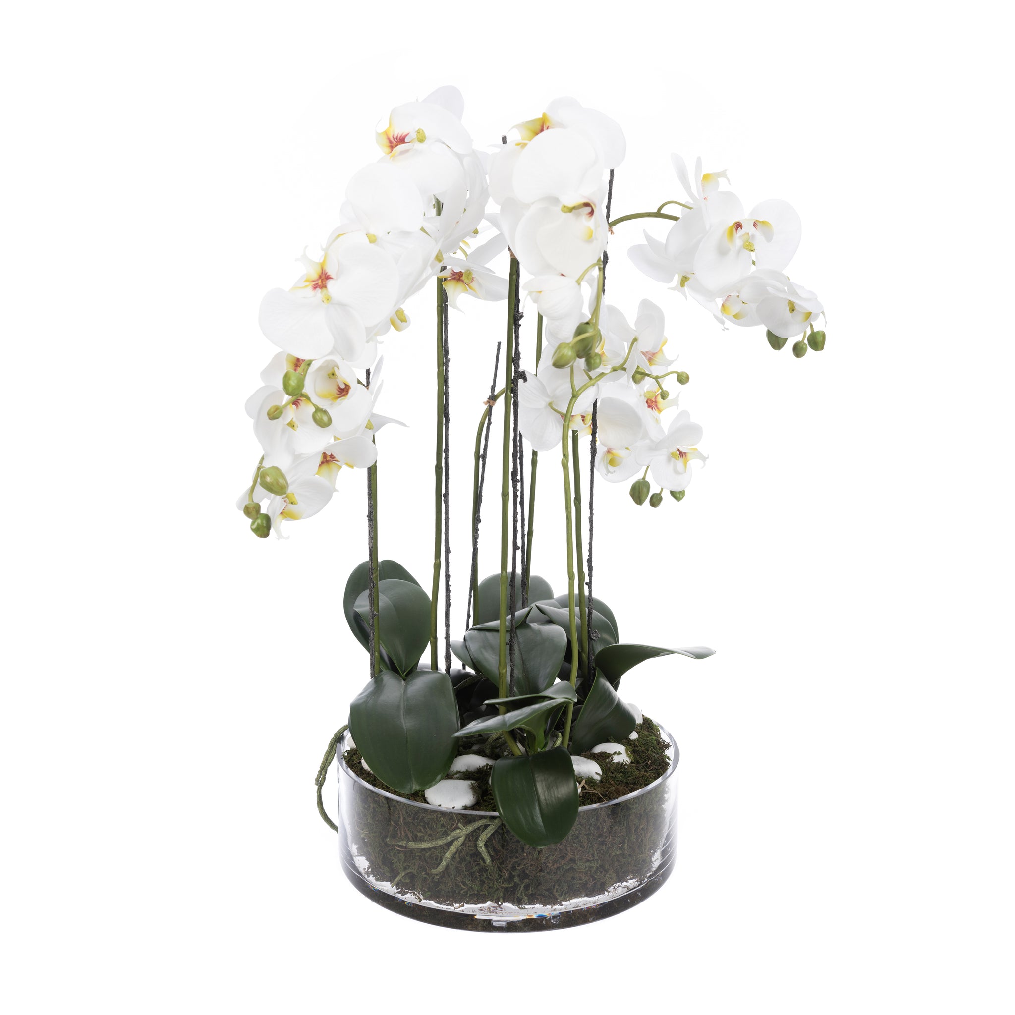 Phalaenopsis in Glass Bowl 66cm - Artificial Green