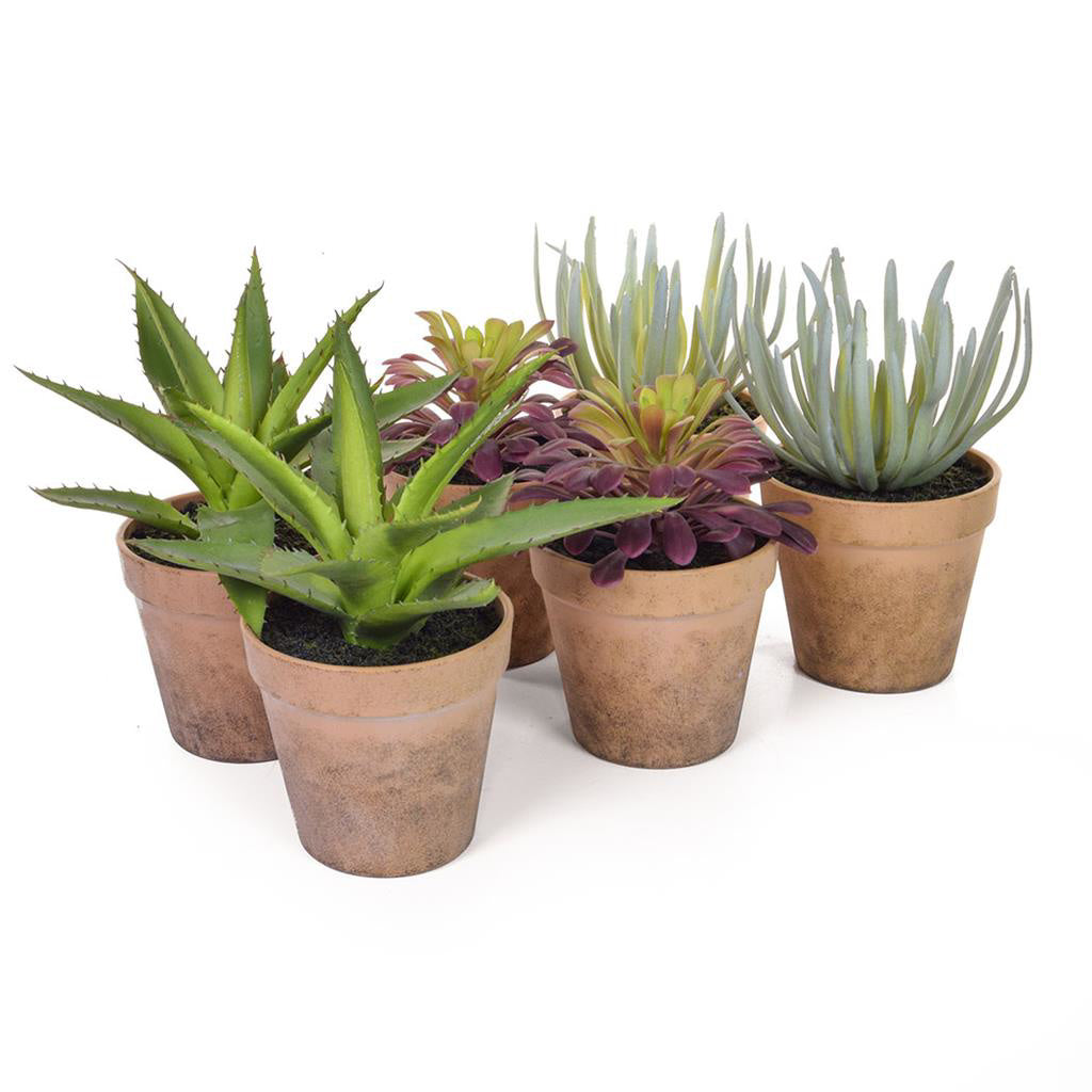 Mixed artificial potted succulents set of 6 for restaurant tables