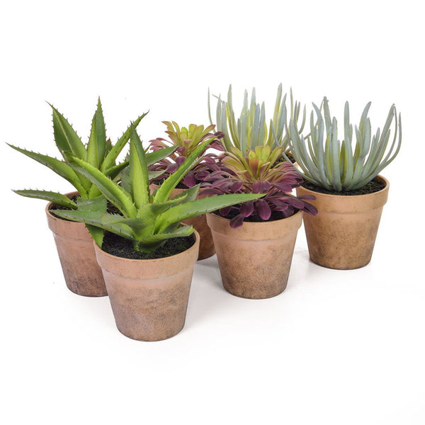 Mixed artificial potted succulents set of 6 for restaurant tables
