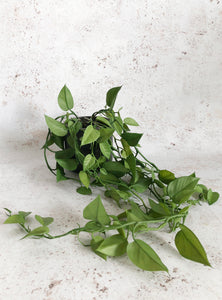 Faux trailing Philodendron Scandens plant from Artificial Green