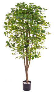 Artificial Schefflera Tree 180cm tall
