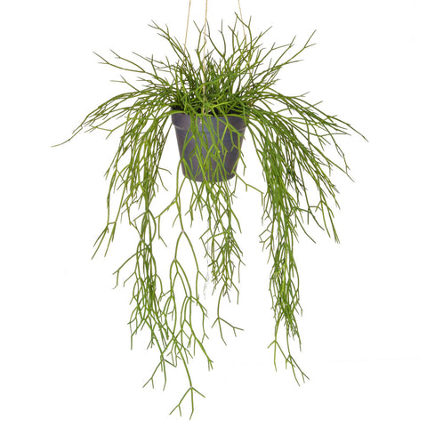 Artificial hanging succulents - Artificial green