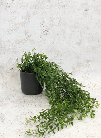 Faux trailing boxwood plant