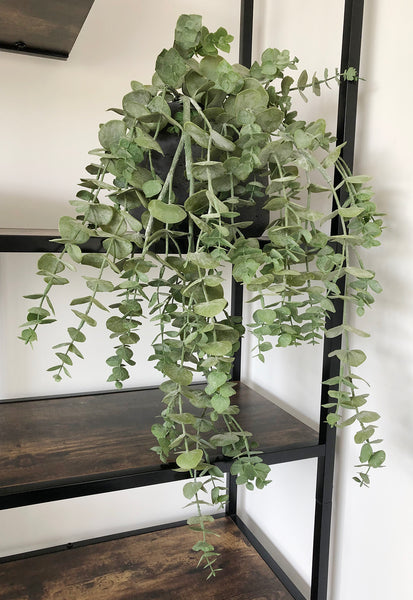 Trailing Shelf Plants Eucalyptus