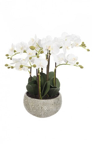 47cm White Phalaenopsis Orchid Display In Clay Pot