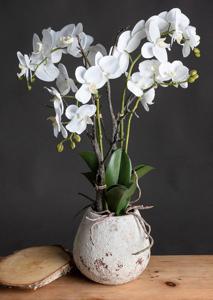 White Orchid in Rustic Stone Weathered Pot 70cm