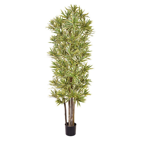 Dracaena Fire Retardant Tree 180cm